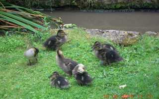 Lower Mill Garden Ducks