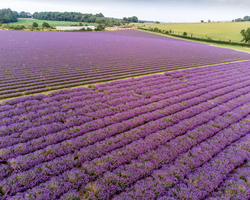 Cotswold Lavender