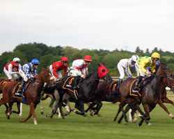 horse-racing-2714850_1280.jpg